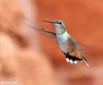 Rufous Hummingbird 1 - Selasphorus rufus