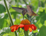 Rufous Hummingbird 2 - Selasphorus rufus