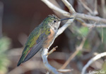 Rufous Hummingbird 4 - Selasphorus rufus