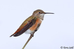 Rufous Hummingbird 5 - Selasphorus rufus