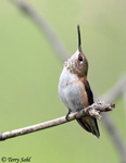 Rufous Hummingbird 7 - Selasphorus rufus