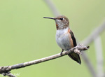Rufous Hummingbird 8 - Selasphorus rufus