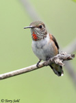 Rufous Hummingbird 9 - Selasphorus rufus
