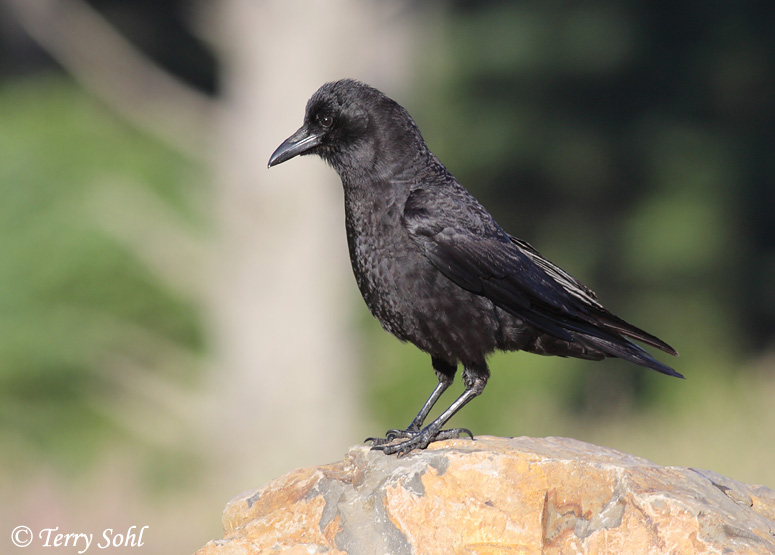 American Crow 10 - Corvus brachyrhynchos