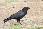 American Crow 1 - Corvus brachyrhynchos