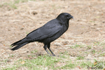 American Crow 5 - Corvus brachyrhynchos