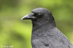 American Crow 9 - Corvus brachyrhynchos