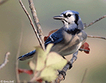 Blue Jay 14 - Cyanocitta cristata