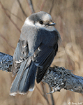 Canada Jay - Perisoreus canadensis - Photo 12