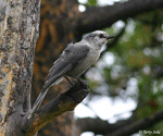 Canada Jay - Perisoreus canadensis - Photo 1