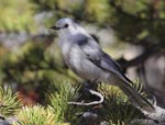 Canada Jay - Perisoreus canadensis - Photo 8