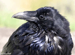 Common Raven 1 - Corvus corax