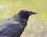 Common Raven 2 - Corvus corax