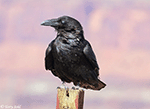 Common Raven 9 - Corvus corax