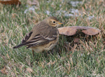 American Pipit 10 - Anthus rubescens