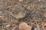 American Pipit 11 - Anthus rubescens