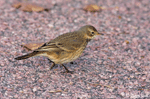 American Pipit 12 - Anthus rubescens