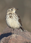 American Pipit 15 - Anthus rubescens