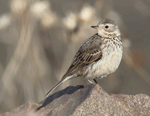 American Pipit 16 - Anthus rubescens