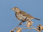 American Pipit 17 - Anthus rubescens