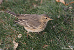 American Pipit 1 - Anthus rubescens