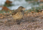 American Pipit 5 - Anthus rubescens