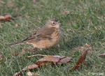 American Pipit 7 - Anthus rubescens