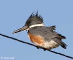 Belted Kingfisher 1 - Megaceryle alcyon