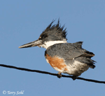 Belted Kingfisher 2 - Megaceryle alcyon