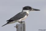 Belted Kingfisher 4 - Megaceryle alcyon