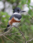 Belted Kingfisher 5 - Megaceryle alcyon