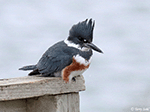 Belted Kingfisher 7 - Megaceryle alcyon