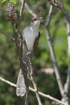 Black-billed Cuckoo 2 - Coccyzus erythropthalmus