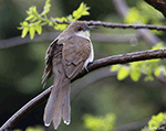 Black-billed Cuckoo 7 - Coccyzus erythropthalmus