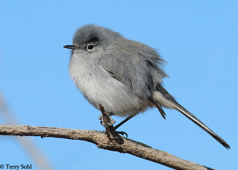 Black-tailed Gnatcatcher - Polioptila melanura 