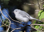Blue-gray Gnatcatcher 10 - Polioptila caerulea