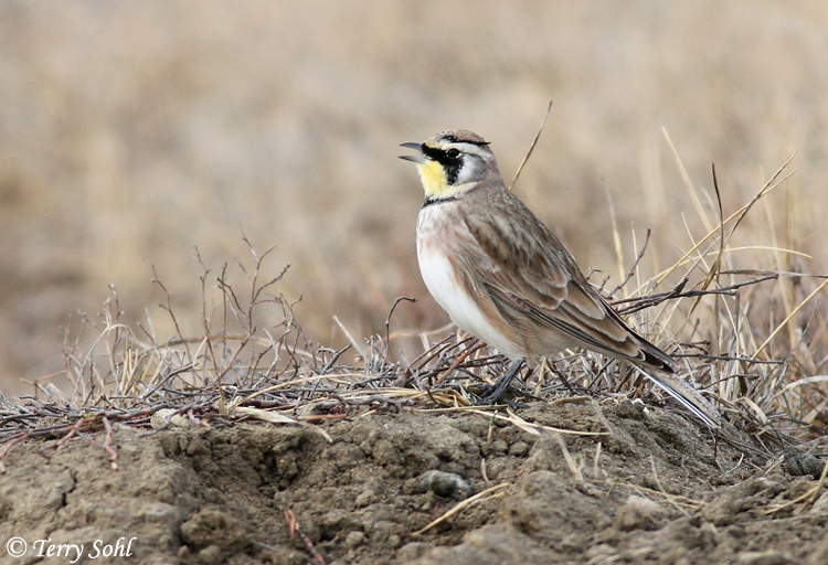 Horned Lark - Eremophila alpestris