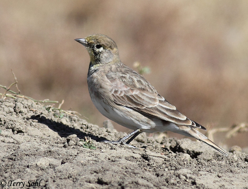 Horned Lark - Eremophila alpestris