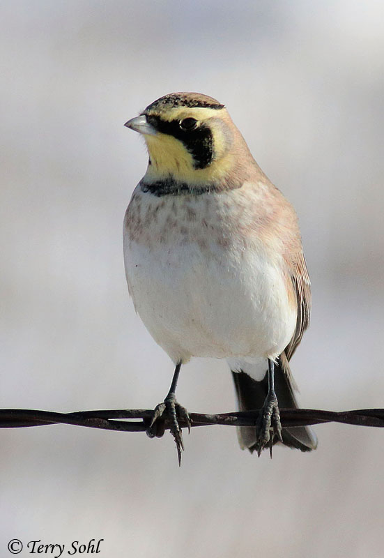 Horned Lark - Eremophila alpestris