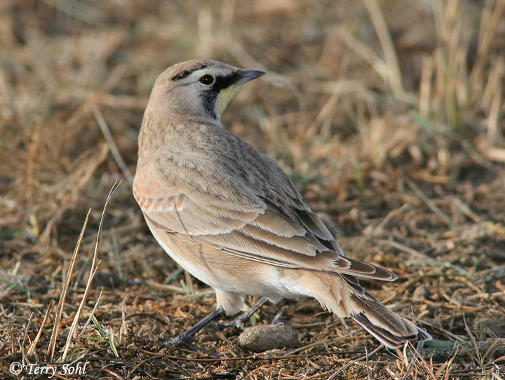 Horned Lark - Eremophila alpestris