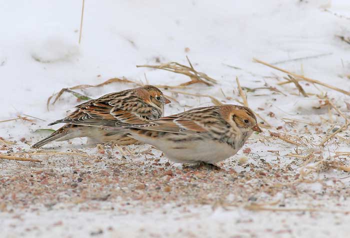 Lapland Longspur - Calcarius lapponicus