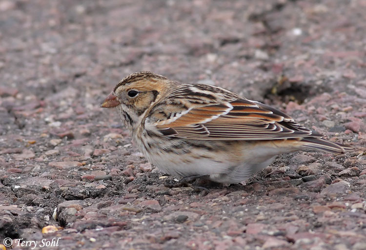 Lapland Longspur - Calcarius lapponicus