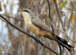 Mangrove Cuckoo - Coccyzus minor
