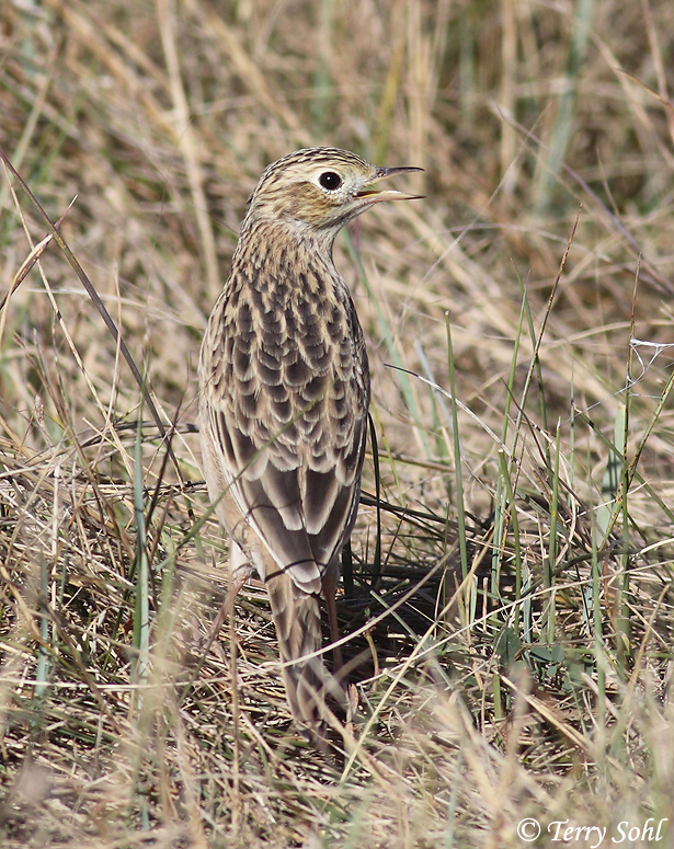 Sprague's Pipit - Anthus spragueii