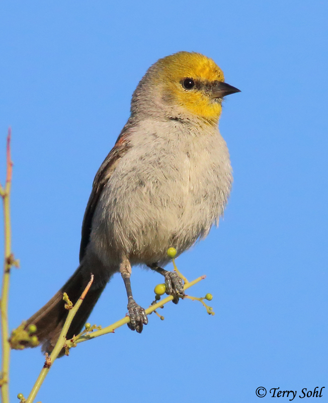 Verdin - Auriparus flaviceps