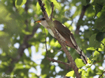 Yellow-billed Cuckoo 1 - Coccyzus americanus
