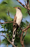 Yellow-billed Cuckoo 3 - Coccyzus americanus