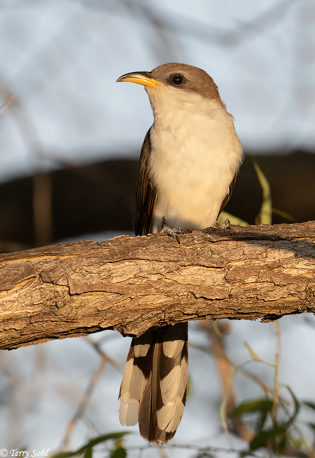 Yellow-billed Cuckoo - Coccyzus americanus