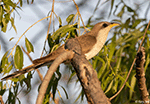 Yellow-billed Cuckoo 8 - Coccyzus americanus