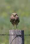 Burrowing Owl 2 - Athene cunicularia